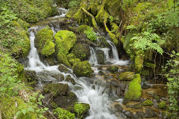 Mountain stream in the forest at Berg Blauen, Badenweiler, Black Forest, Baden-Wuerttemberg, Germany, Europe