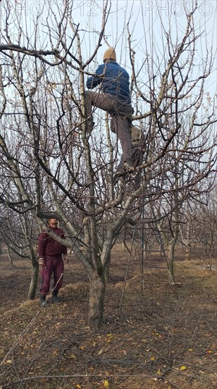 Two men climbing and working in a bare, winter orchard, harvesting fruit, Jammu and Kashmir, India, Asia