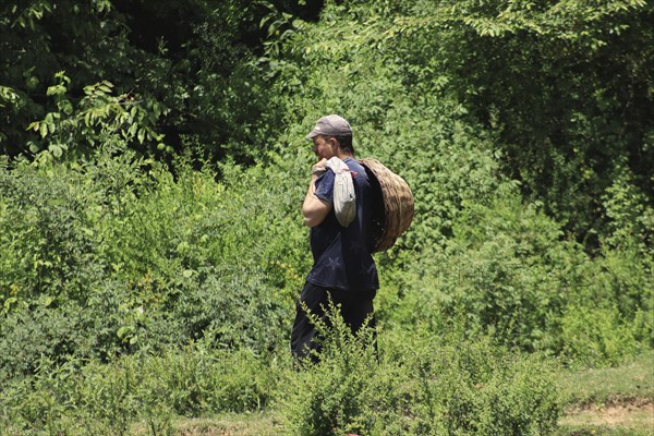 Man carrying a large basket on his back, walking through a green forest in summer, Jammu and Kashmir, India, Asia