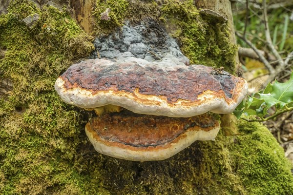 Tree fungus, Black Forest, Baden-Wuerttemberg, Germany, Europe