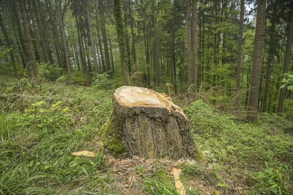 Felled tree, stump, forest on Blauen mountain, Badenweiler, Black Forest, Baden-Wuerttemberg, Germany, Europe
