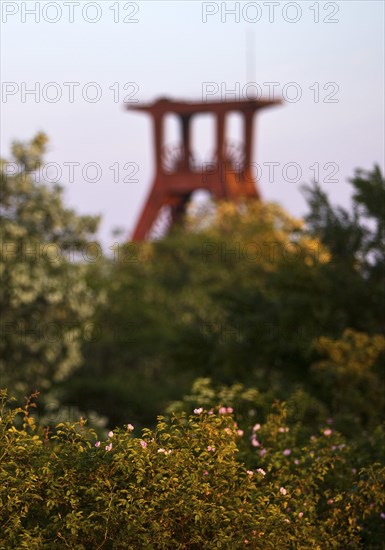 Pluto spoil tip with blossoming vegetation and the double trestle above shaft 3 of Pluto colliery, Herne, Ruhr area, North Rhine-Westphalia, Germany, Europe