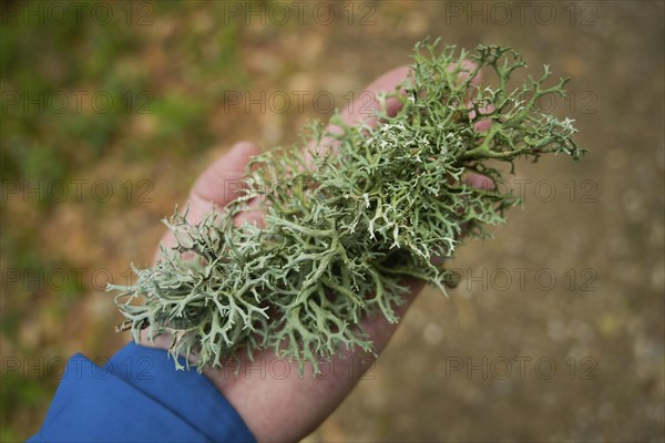 Tree lichen, forest on Blauen mountain, Badenweiler, Black Forest, Baden-Wuerttemberg, Germany, Europe