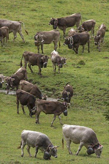 Herd of cows in a meadow with jewellery bells for cattle seperation, gabled house, Bad Hindelang, Bavaria, Germany, Europe