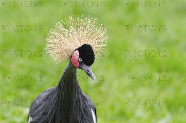 Hooded Crane, Crane with hood