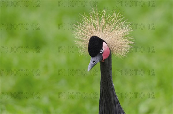 Portrait of a crane. portrait of a crane
