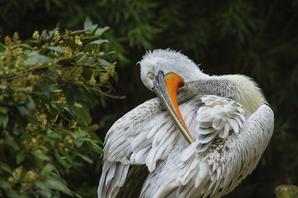 Dalmatian pelican (Pelecanus crispus) preening