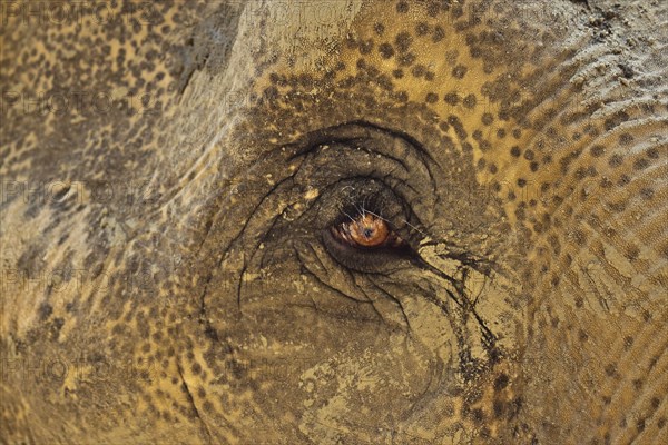 Eye of an elephant