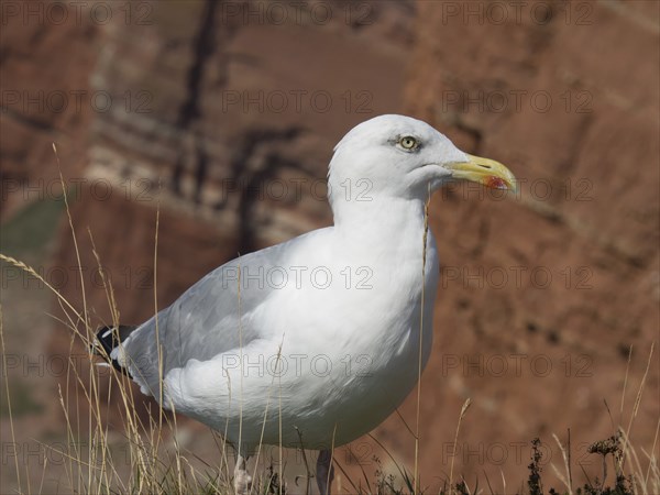 A focussed shot of a seagull standing on a rocky cliff, helgoland, germany