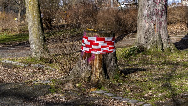 Tree trunk wrapped with safety tape, Berlin, Germany, Berlin, Berlin, Germany, Europe
