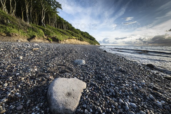 Steep coast, ghost forest, Nienhagen, Mecklenburg-Western Pomerania, Germany, Europe