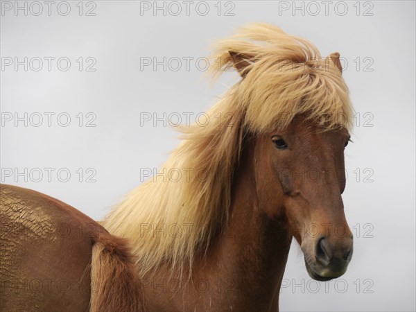 Island horse