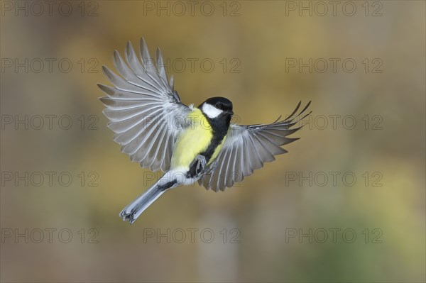 Great tit (Parus major), male in flight, high-speed aerial photograph Wilnsdorf, North Rhine-Westphalia, Germany, Europe