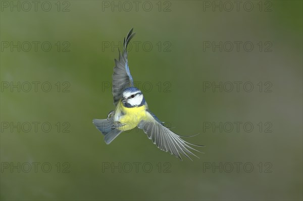 Blue tit (Parus caeruleus) in flight, flight photo, high speed flight photo Wilnsdorf, North Rhine-Westphalia, Germany, Europe