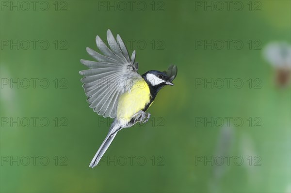 Great tit (Parus major), male in flight, high-speed aerial photograph Wilnsdorf, North Rhine-Westphalia, Germany, Europe