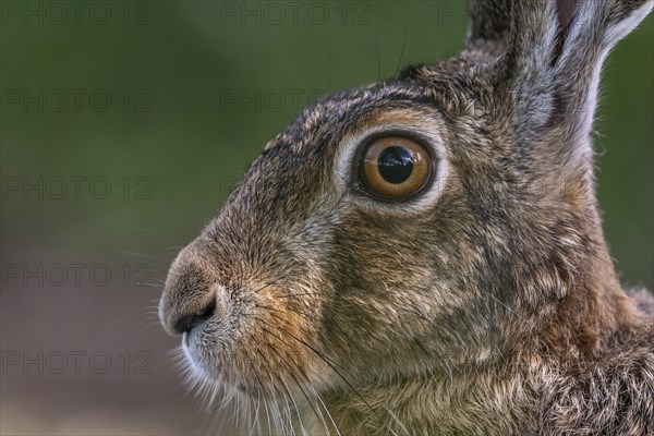 Portrait of a European hare (Lepus europaeus) Brown hare sitting on the ground and observing the surroundings in a meadow. Kaiserstuhl, Freiburg im Breisgau, Baden-Württemberg, Germany, Europe