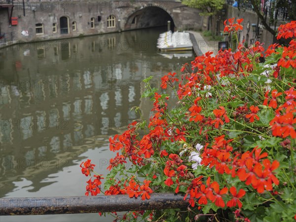 Vibrant red flowers on the edge of a canal with a view of a bridge and calm water, utrecht, Netherlands