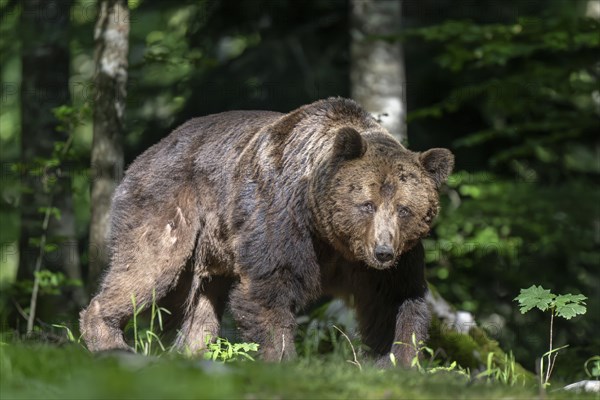 European brown bear (Ursus arctos arctos) in the forest, adult male, Notranjska region, Slovenia, Europe