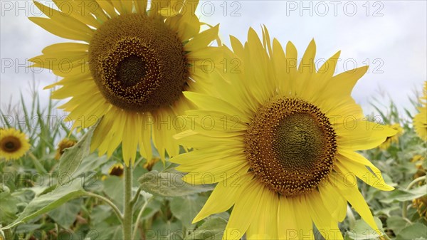 Bright sunflowers (Helianthus) with green leaves against a cloudy sky backdrop
