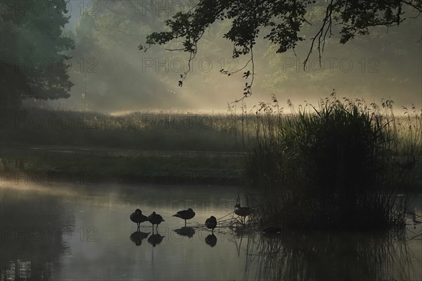 Summer morning atmosphere, morning fog, Germany, Europe