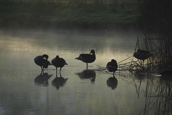 Summer morning atmosphere, morning fog, Germany, Europe