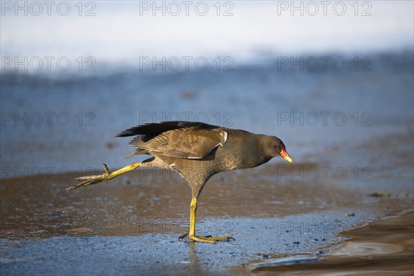 Common gallinule, Gallinula galeata moorhen waddle over frozen and snow covered pond in winter, birds