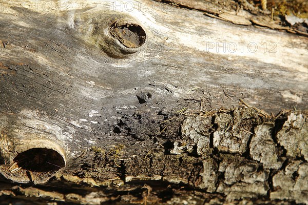 Close-up of a tree log showing detailed wood texture and natural patterns in brown and gray hues, background image