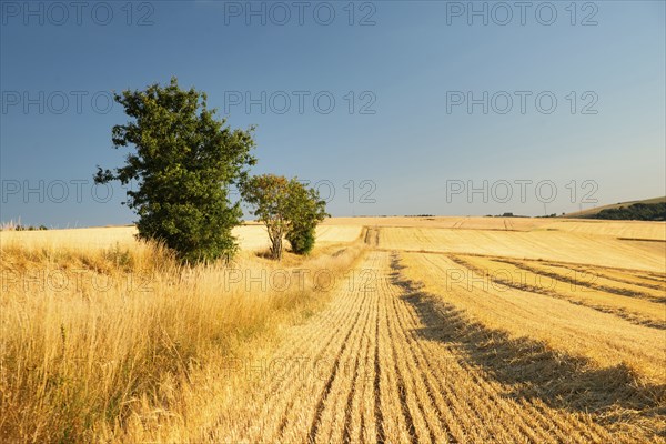 Field with cultivated barley Germany, harvest in the summer, agriculture for food, farmland on the countryside