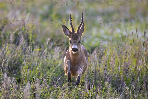 Fleeing European roe deer (Capreolus capreolus) buck, male running fast through grassland in summer