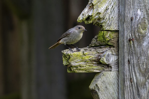 Black redstart (Phoenicurus ochruros gibraltariensis) female, first calendar year male perched on weathered wooden beam of barn, shed in spring