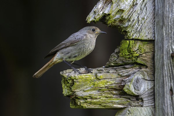 Black redstart (Phoenicurus ochruros gibraltariensis) female, first calendar year male perched on weathered wooden beam of barn, shed in spring