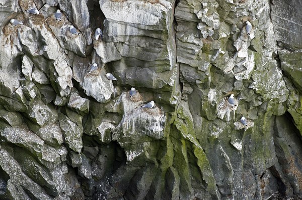 Seabird breeding colony of black-legged kittiwakes (Rissa tridactyla) nesting on rock ledges in sea cliff in summer, Svalbard, Spitsbergen, Norway, Europe
