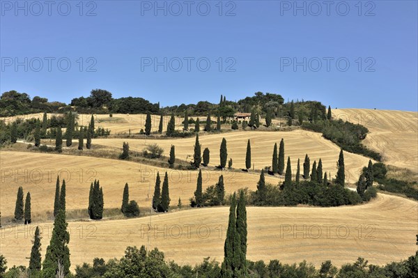 Cypress avenue La Foce, Tuscany, Italy, Europe, row of cypresses along rolling hills under a clear sky, Tuscany, Europe