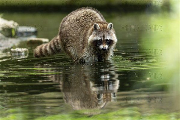A raccoon stands in the shallow water of a pond, its reflection is visible in the water, raccoon (Procyon lotor)