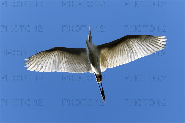 A white bird flies majestically against a clear blue sky, Great White Egret (Ardea alba, Syn.: Casmerodius albus, Egretta alba), wildlife