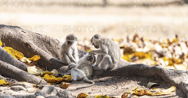 Vervet monkey (Chlorocebus pygerythrus) in Zimbabwe, close-up shot