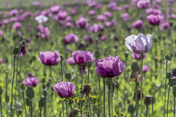 Field with purple and white opium poppy flowers (Papaver somniferum) in Gegenlichti, Untersulmetingen, Laupheim, Upper Swabia, Baden-Württemberg, Germany, Europe
