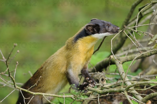 Yellow-throated marten (Martes flavigula) in a forest, captive