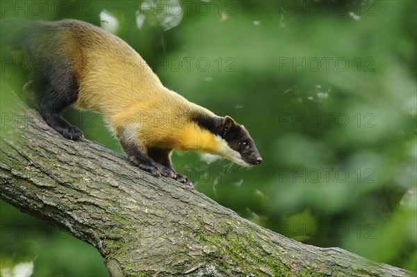 Yellow-throated marten (Martes flavigula) in a forest, captive