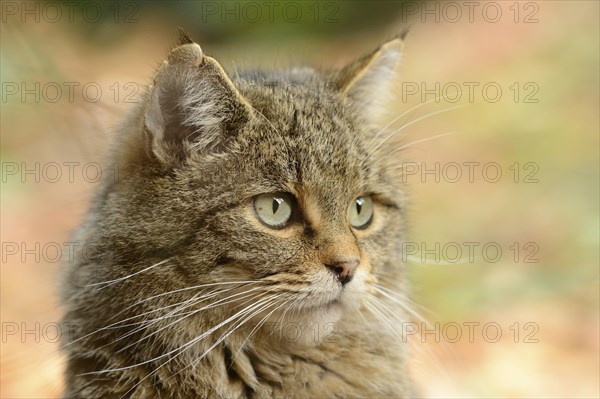 Portrait of a European wildcat (Felis silvestris silvestris) in autumn in the bavarian forest