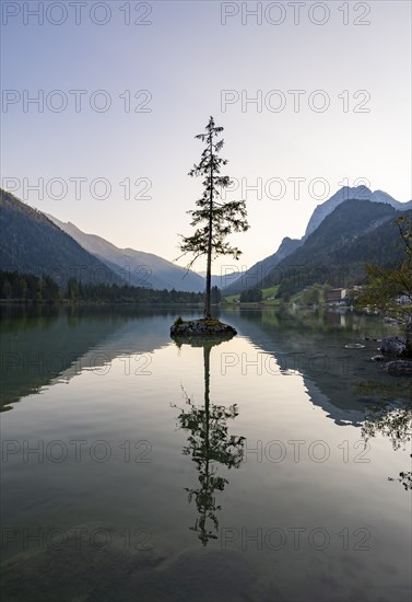 Rocky island with tree in the lake, reflection in Hintersee, at sunset, Berchtesgaden National Park, Ramsau, Upper Bavaria, Bavaria, Germany, Europe