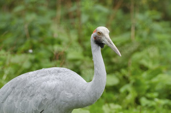 Portrait of a Brolga crane. portrait of a Brolga crane