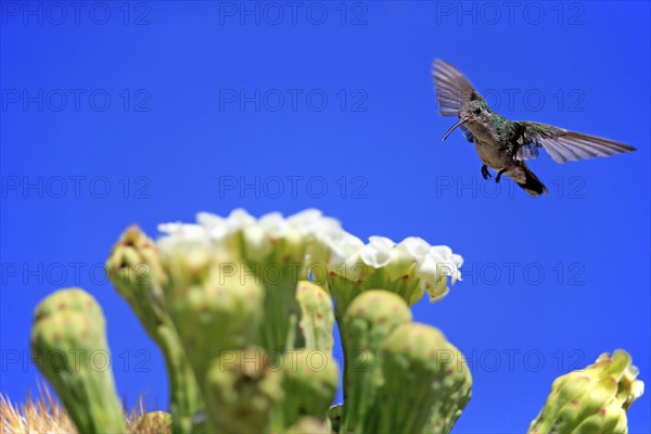 Broad-billed hummingbird (Cynanthus latirostris), adult, female, flying, on flower, foraging, Sonoran Desert, Arizona, North America, USA, North America