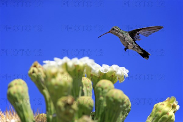 Broad-billed hummingbird (Cynanthus latirostris), adult, female, flying, on flower, foraging, Sonoran Desert, Arizona, North America, USA, North America