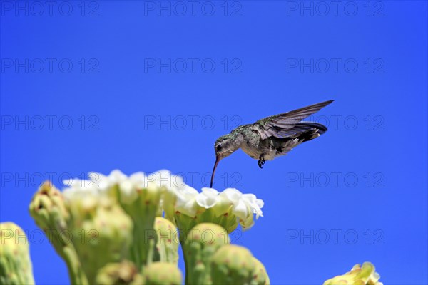 Broad-billed hummingbird (Cynanthus latirostris), adult, female, flying, on flower, foraging, Sonoran Desert, Arizona, North America, USA, North America