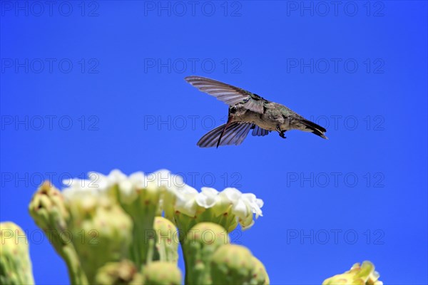 Broad-billed hummingbird (Cynanthus latirostris), adult, female, flying, on flower, foraging, Sonoran Desert, Arizona, North America, USA, North America
