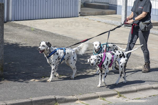 Three Dalmatian dogs on a lead, Bavaria, Germany, Europe