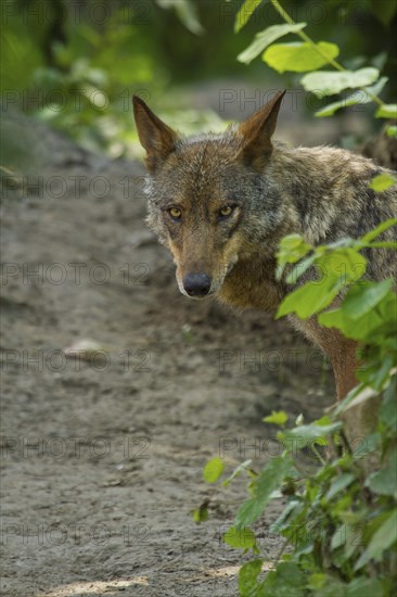 Iberian Wolf (Canis lupus signatus)