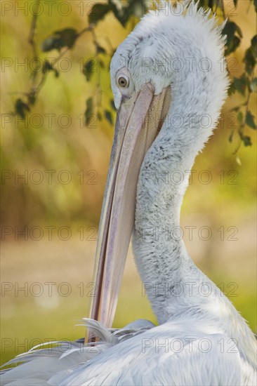 Dalmatian pelican (Pelecanus crispus)