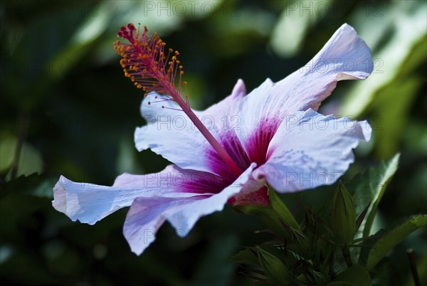 Hibiskus